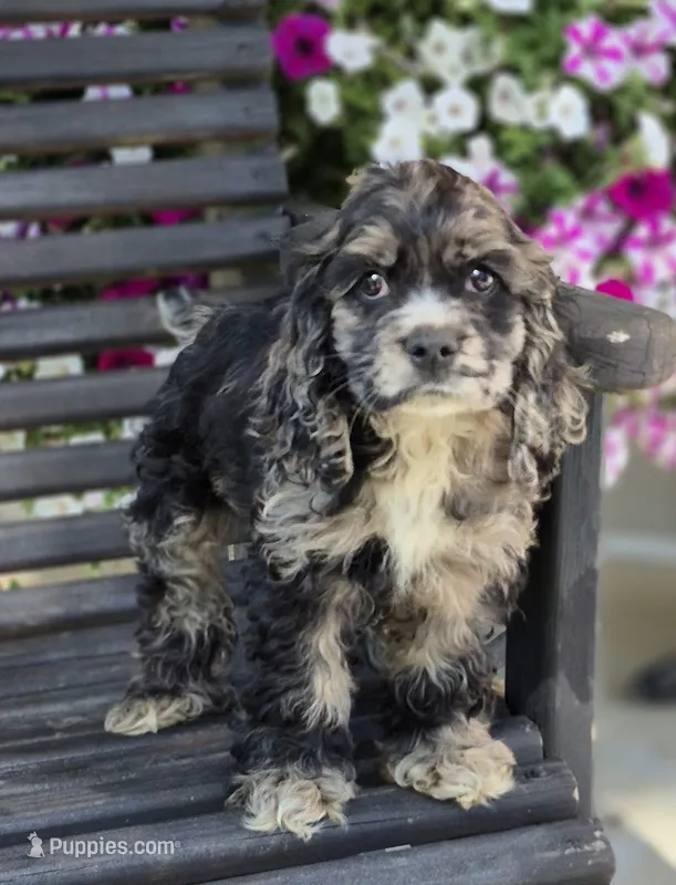 Ranger – Cocker Spaniel puppy for sale in Greers Ferry, AR
