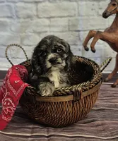 Ranger, a male Cocker Spaniel for sale in Greers Ferry, AR – Photo 2 of 2