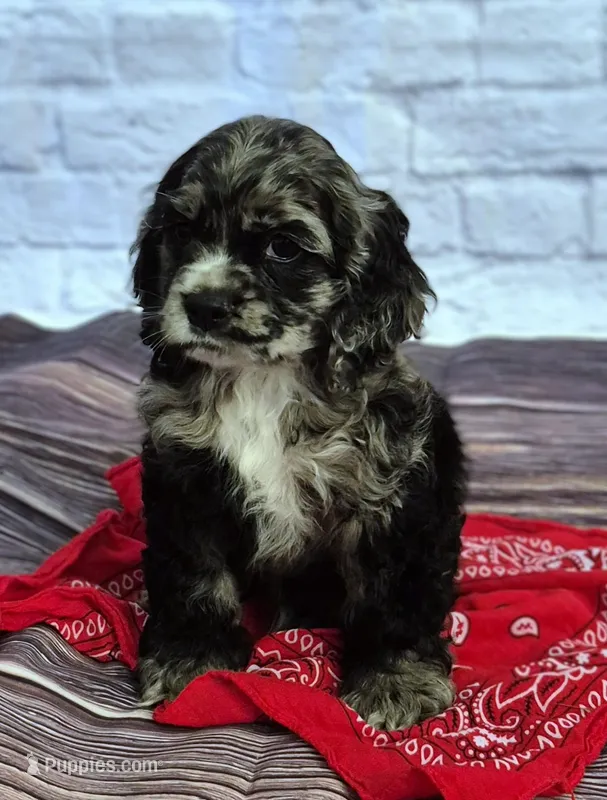 Ranger – Cocker Spaniel puppy for sale in Greers Ferry, AR