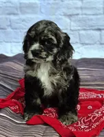 Ranger, a male Cocker Spaniel for sale in Greers Ferry, AR – Photo 1 of 2