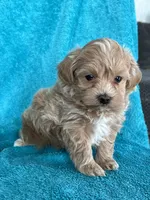 processed/ea94ceea-f7fd-488d-ab8c-ac2a44890743/listing/67c7b32b-f7df-410e-803b-f1c9830e51b0/61712d33-658b-4af6-b442-f13fcfcdfede