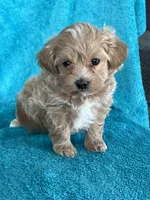 processed/ea94ceea-f7fd-488d-ab8c-ac2a44890743/listing/67c7b32b-f7df-410e-803b-f1c9830e51b0/732d7578-3d64-46fb-88fb-13caa0e7849a