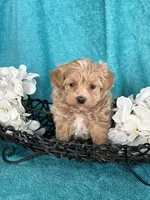 processed/ea94ceea-f7fd-488d-ab8c-ac2a44890743/listing/67c7b32b-f7df-410e-803b-f1c9830e51b0/dc3d42dc-86fd-41f1-a9b9-375a527a203d