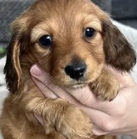 processed/ea94ceea-f7fd-488d-ab8c-ac2a44890743/listing/b878be85-ee56-4397-b5b5-8ea6725e266f/2ddd20ee-0b68-4c65-9cc3-1fe989fc93ee