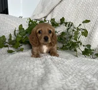 processed/ea94ceea-f7fd-488d-ab8c-ac2a44890743/listing/e21bd807-c44d-4e54-a393-1f20841ceecb/176b4dcd-b825-484b-9232-81e9a59729dc