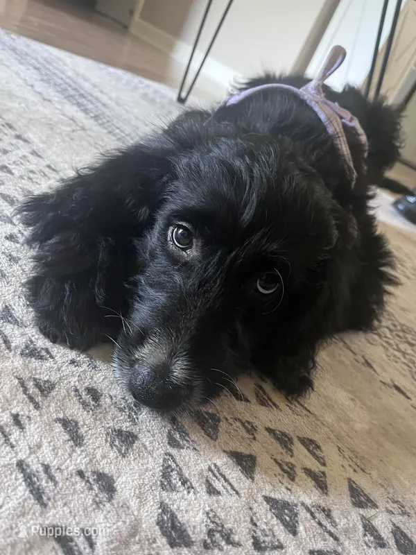 Willow – Goldendoodle puppy for sale in Trinity, NC