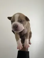 Lola , a female American Bully for sale in Columbus, OH – 4 of 10