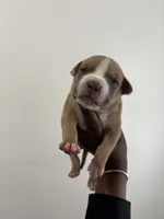 Lola , a female American Bully for sale in Columbus, OH – 2 of 10