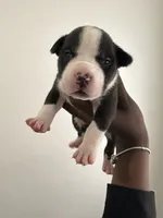 Lola , a female American Bully for sale in Columbus, OH – 6 of 10