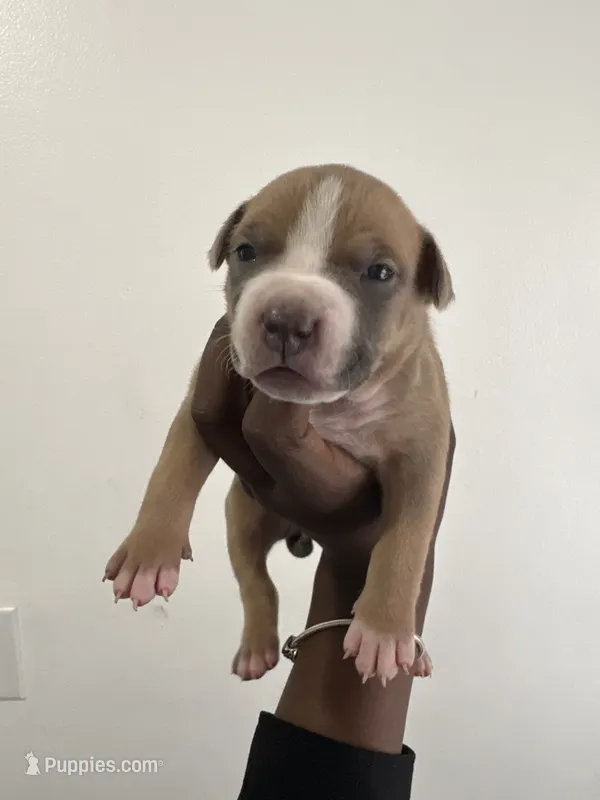 Lola  – American Bully puppy for sale in Columbus, OH