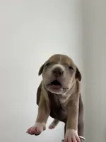 Lola , a female American Bully for sale in Columbus, OH – 10 of 10