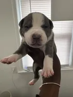 Lola , a female American Bully for sale in Columbus, OH – 5 of 10