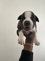 Lola , a female American Bully for sale in Columbus, OH – 3 of 10