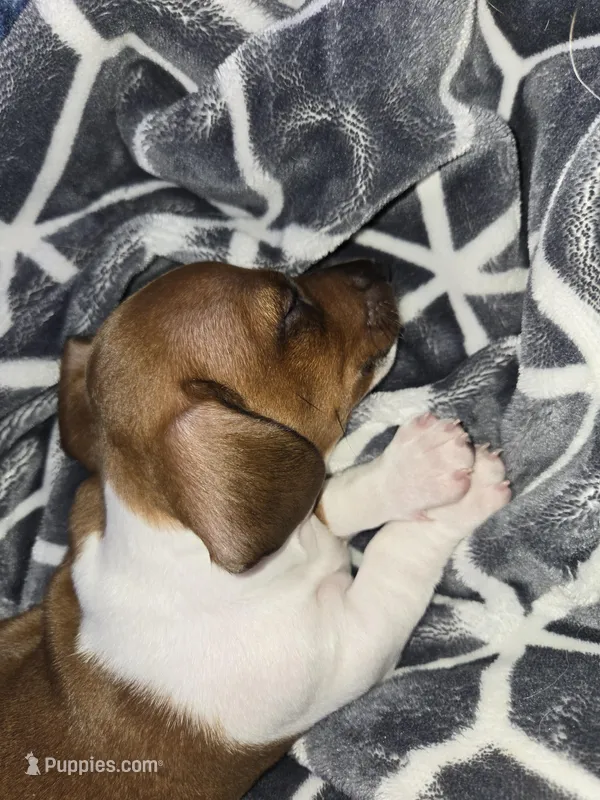 Hank – Miniature Dachshund puppy for sale in Kent, WA