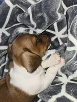 Hank, a male Miniature Dachshund for sale in Kent, WA – Photo 1 of 3