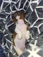 Hank, a male Miniature Dachshund for sale in Kent, WA – Photo 2 of 3