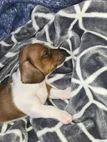 Hank, a male Miniature Dachshund for sale in Kent, WA – Photo 3 of 3