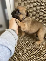 Bunnie, a female French Bulldog for sale in Glendale, AZ – 4 of 5