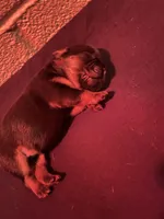 Jackie, a female French Bulldog for sale in Glendale, AZ – 2 of 2