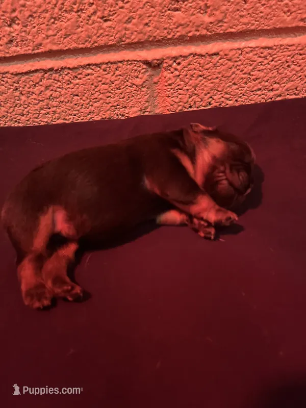 Jackie – French Bulldog puppy for sale in Glendale, AZ