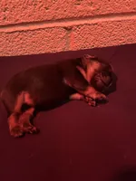 Jackie, a female French Bulldog for sale in Glendale, AZ – 1 of 2