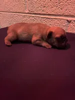 Bunnie, a female French Bulldog for sale in Glendale, AZ – 3 of 3