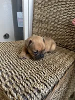 Donnie, a male French Bulldog for sale in Glendale, AZ – 3 of 4