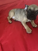 Tinker, a female French Bulldog for sale in Glendale, AZ – 5 of 5