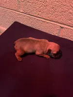 Bunnie, a female French Bulldog for sale in Glendale, AZ – 2 of 3
