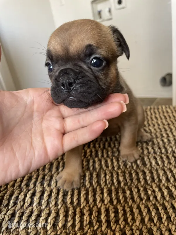 Kiya – French Bulldog puppy for sale in Glendale, AZ