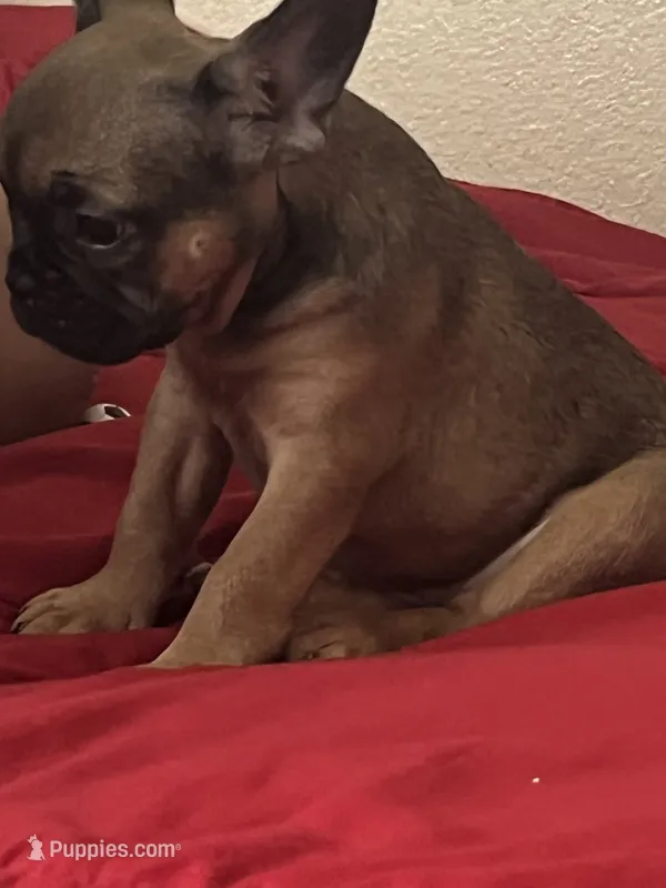 Tinker – French Bulldog puppy for sale in Glendale, AZ