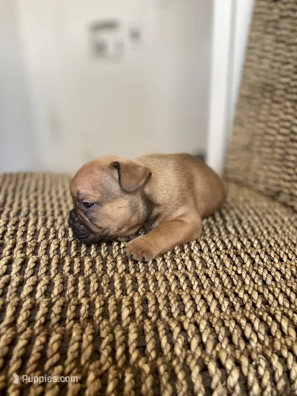 Donnie – French Bulldog puppy for sale in Glendale, AZ