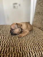 Donnie, a male French Bulldog for sale in Glendale, AZ – 1 of 4