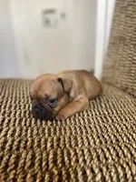 Donnie, a male French Bulldog for sale in Glendale, AZ – 2 of 4