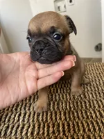 Bunnie, a female French Bulldog for sale in Glendale, AZ – 5 of 5
