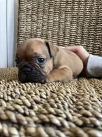 Donnie, a male French Bulldog for sale in Glendale, AZ – 4 of 4