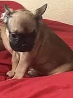 Tinker, a female French Bulldog for sale in Glendale, AZ – 3 of 5