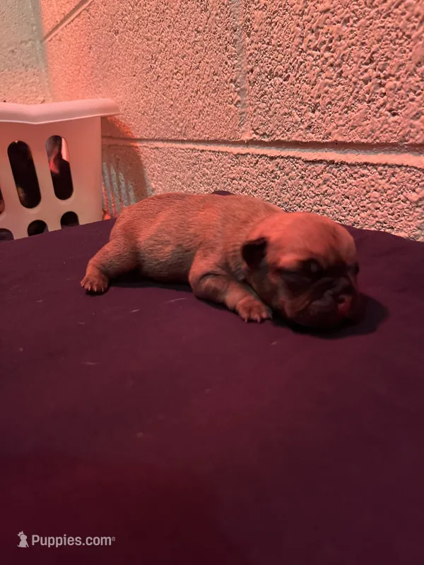 Bunnie – French Bulldog puppy for sale in Glendale, AZ