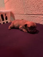 Bunnie, a female French Bulldog for sale in Glendale, AZ – 1 of 3