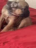 Tinker, a female French Bulldog for sale in Glendale, AZ – 4 of 5