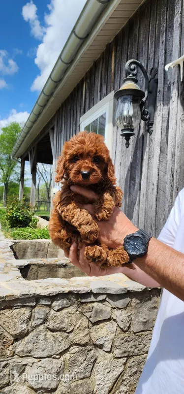 Irish doodle – Irish Doodle puppy for sale in Murfreesboro, TN