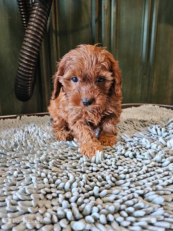 Irish doodle, a male Irish Doodle for sale in Murfreesboro, TN – Photo 1 of 1