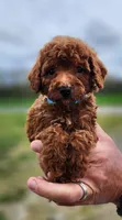 Reba, a female Poodle - Toy  for sale in Murfreesboro, TN – Photo 3 of 3