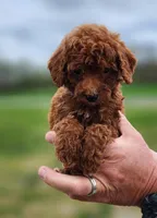 Reba, a female Poodle - Toy  for sale in Murfreesboro, TN – Photo 1 of 3