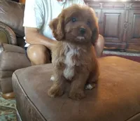 Brick, a male Cavapoo for sale in Murfreesboro, TN – 2 of 5