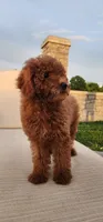 Akc oz, a male Poodle - Miniature  for sale in Murfreesboro, TN – 3 of 5
