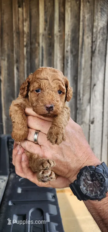 Toy aussiedoodle  – Miniature Aussiedoodle puppy for sale in Murfreesboro, TN