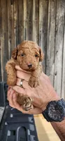 Toy aussiedoodle , a male Miniature Aussiedoodle for sale in Murfreesboro, TN – 1 of 1