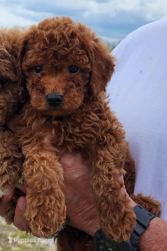 Akc Brick – Poodle - Miniature  puppy for sale in Murfreesboro, TN