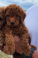 Akc Brick, a male Poodle - Miniature  for sale in Murfreesboro, TN – 1 of 1
